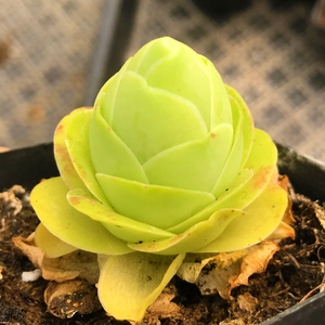 鸡蛋山地玫瑰多肉植物新款稀有贵货景天科莲花掌属防辐射绿植盆栽