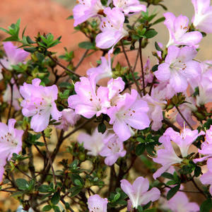 雾岛杜鹃:深山贵公子