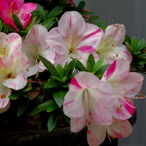 00佐利克旗舰店天猫日本皋月杜鹃花小苗碧空绢鹃之舞八重之月若惠比