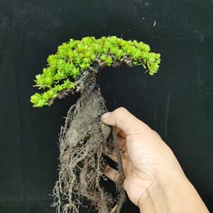 米叶橙花瑞香盆景素材常青不落叶冬季叶子变红叶小如米粒造型随机