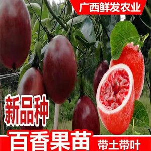 新品种红皮红肉百香果苗嫁接树苗台农黄金果百香果苗四季不断结果