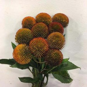 猫眼鲜花速递江浙沪皖两扎包邮上海同城家庭家用一扎起卖装饰