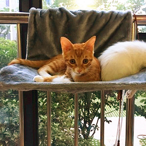 特价猫窝猫咪吊床 高档牢固 钢架结构猫吊床挂椅便携宠物窝垫猫床