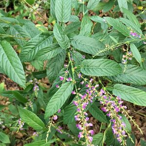 葫芦茶种子野生中草药材田刀柄咸鱼草狗舌犁仙茶金剑草金腰带种籽