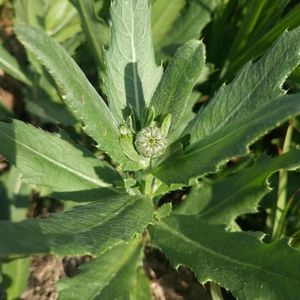 中药材野生小蓟草种子小计七七牙干刺儿菜水野红花药食同源野菜籽