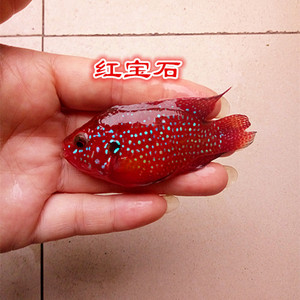 热带鱼红钻