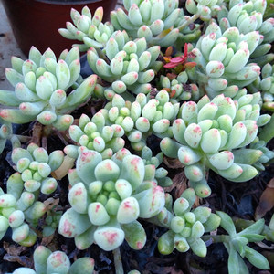 柳叶莲华多肉植物