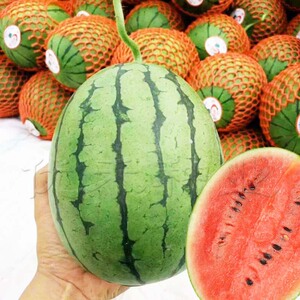 早春红玉西瓜种子绿皮红瓤小西瓜种籽礼品瓜超甜薄皮水果种孑春季