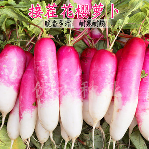 花樱水萝卜种子春秋季水果萝卜种籽红皮耐热大田阳台四季蔬菜种孑