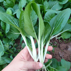 黑叶小白菜种子白梗油菜奶白菜种籽四季青菜籽春秋季盆栽蔬菜种孑