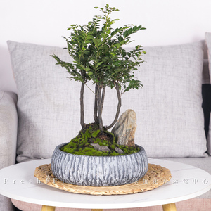 小叶紫檀盆景室内绿植小盆栽书房办公桌面盆景树桩植物西安同城