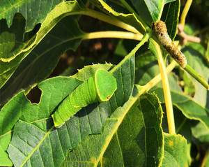 蝴蝶幼虫绿带翠凤蝶活体幼虫蛹及寄主黄檗儿童观察饲养蝴蝶过程