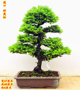 进口虾夷松盆景植物花卉盆栽石化桧真弓山红叶枫树杜鹃阳台桌面办