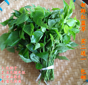 广西新鲜红蓝草 红色草 红丝线 五色糯米饭 粽子 洗婴儿药澡包邮