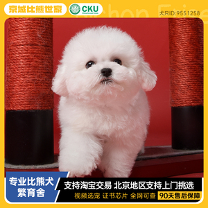 北京纯种比熊幼犬宠物狗狗活体赛级犬舍CKU血统公母小体不掉毛