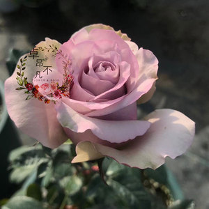 【卓昂玫瑰园精选】萨菲月季