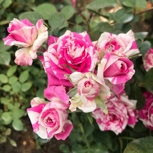 【卓昂玫瑰园精选】闪电舞 月季玫瑰花卉盆栽好养