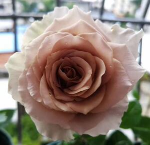 【卓昂玫瑰园精选】思念 灌木月季咖啡色庭院阳台花卉盆栽花苗