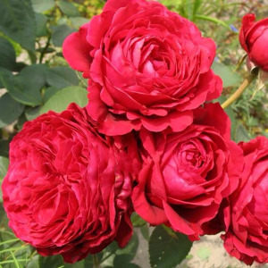 【卓昂玫瑰园精选】风中玫瑰月季灌木大花浓香