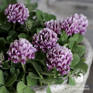 卡特兰车轴草 紫花 多年生耐寒耐热地被植物紫花苜蓿耐热耐寒植物