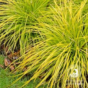 金叶苔草-淘宝拼多多热销金叶苔草货源拿货 - 阿里巴巴货源