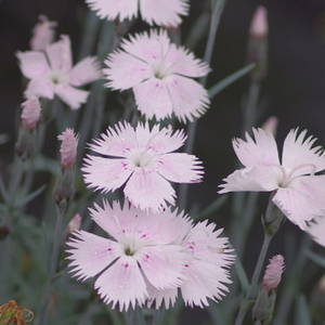 蓝灰石竹 多年生地被草本植物 银色 观叶 耐寒耐热 庭院阳台 盆栽