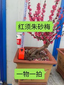 红梅红须朱砂梅盆景耐寒一物一拍实物拍摄非骨里红乌羽玉当年开花