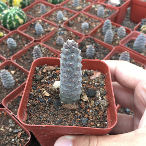 自根仙人球松笠团扇多肉植物足球团扇仙人掌迷你桌面盆栽防辐射