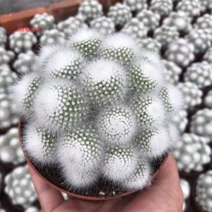 仙人球多头白小町软毛不扎手群生毛绒绒多肉植物室内盆栽防辐射