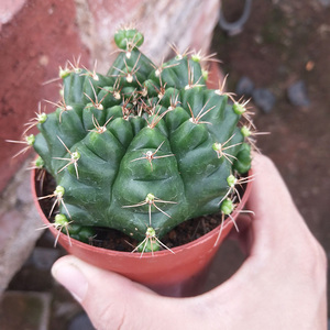 黑法师旗舰店天猫多肉植物白牡丹小老桩 肉肉防辐射花卉绿植花卉