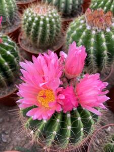 精选红彩玉仙人球南国玉属易养易开花多肉植物防辐射吸甲醛盆栽