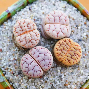 荒玉生石花多肉植物精选脑纹贵货石头花阳台庭院盆栽pp屁股花包邮