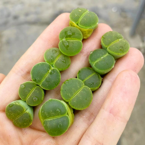 绿宝石生石花番杏科全窗石头花屁股花阳台趣味石生花多肉植物盆栽