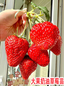 四季大果奶油草莓苗冬季盆栽甜宝章姬牛奶草莓苗当年结果草莓新苗