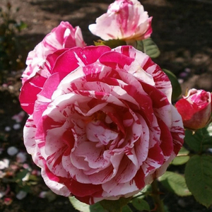 欧月说愁月季花苗 庭院植物 月季花盆栽 条纹月季苗 灌木丰花月季