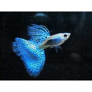 纯种孔雀鱼观赏鱼小型淡水好养热带鱼活体清道夫斑马金鱼小鱼鱼苗