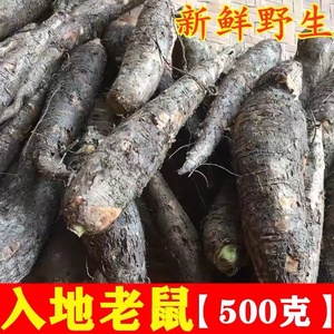 野生入地老鼠农家自采钻地老鼠新鲜汤料紫茉莉根中药材500克包邮