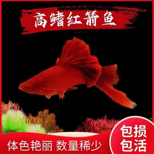 高鳍红箭鱼苗菊花帆红剑鱼狼牙帆刀公热带鱼观赏鱼小型鱼种鱼活物