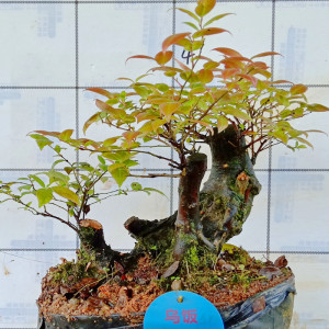 室内一物一拍下高山小叶乌饭树老桩南烛盆景苗提根栽矮霸造型植物