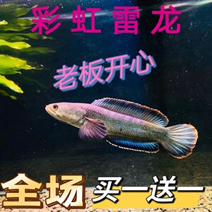 {买一送一}观赏鱼彩虹雷龙鱼原生态鱼冷水鱼七彩雷龙鱼耐养凶猛鱼