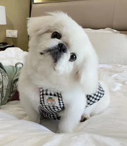 纯种京巴幼犬活体白色京巴小型犬哈巴狗京巴犬狮子狗小型犬北京犬