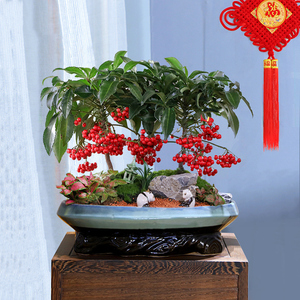 黄金万两富贵籽盆景年宵花卉盆栽耐寒带红果植物招财送礼金玉满堂