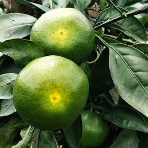 三都蜜桔7斤贵州新鲜绿皮桔子小青橘子无籽柑橘初荷农庄直销水果