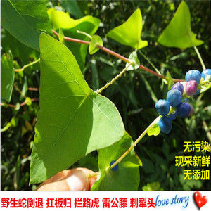 广西野生现采新鲜蛇倒退 扛板归 拦路虎草 刺犁头 雷公藤