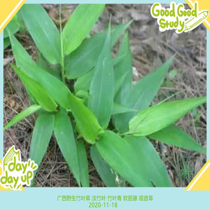 广西野生现采新鲜竹叶草 淡竹叶 竹叶青