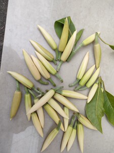 新鲜黄角兰花朵黄桷黄果兰酒白缅花白兰花泡酒黄角兰玉兰花泡酒