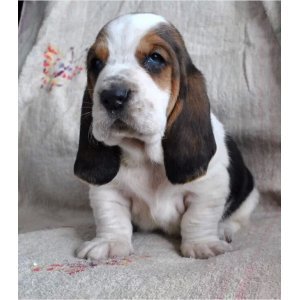 可爱巴吉度猎犬大耳朵幼犬健康纯种包邮 宠物狗出售 万千宠爱