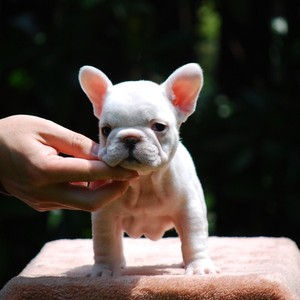 出售纯种法国斗牛犬幼犬活体 纯色 黑白色 奶油色 红色斗牛宠物狗