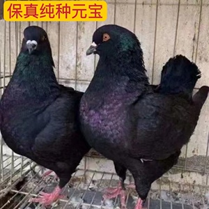 正宗元宝鸽一公一母巨型纯种观赏鸽活物特大青年活体大体种鸽肉鸽