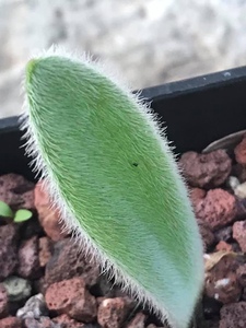南非球根 红花血莲 Haemanthus  unifoliatus 毛叶 三年球2cm多